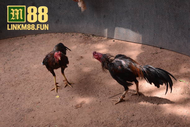 Cá cược đá gà Thomo dễ dàng với link M88