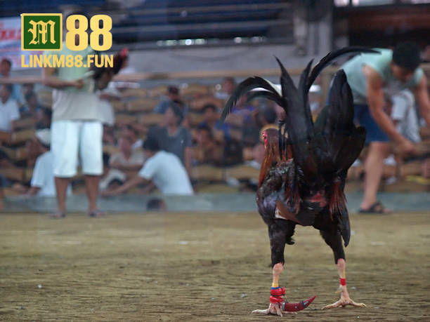 Cá cược đá gà link M88