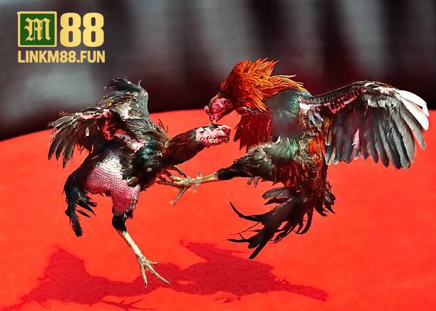 Đá gà UFC – Sự kết hợp giữa võ đài và cá cược tại Link M88