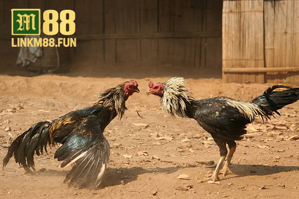 Đá gà Thomo – Thế giới đối kháng đỉnh cao tại Link M88