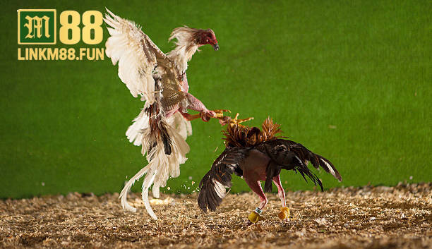 Trải nghiệm đá gà trực tuyến hấp dẫn