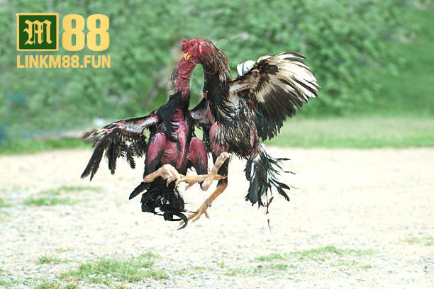 Trực tiếp đá gà hấp dẫn